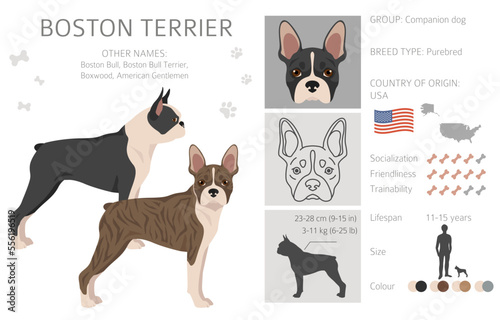 Boston Terrier dog clipart. All coat colors set.  Different position. All dog breeds characteristics infographic