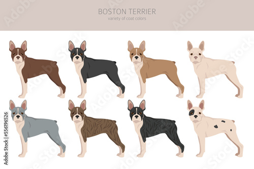 Boston Terrier dog clipart. All coat colors set.  Different position. All dog breeds characteristics infographic