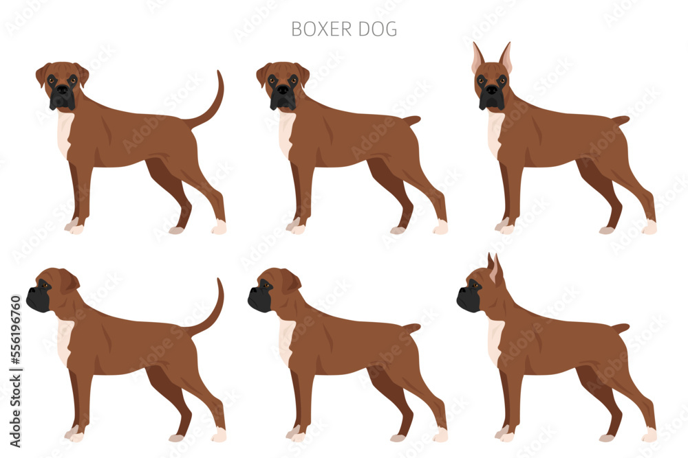 Boxer dog clipart. All coat colors set.  Different position. All dog breeds characteristics infographic