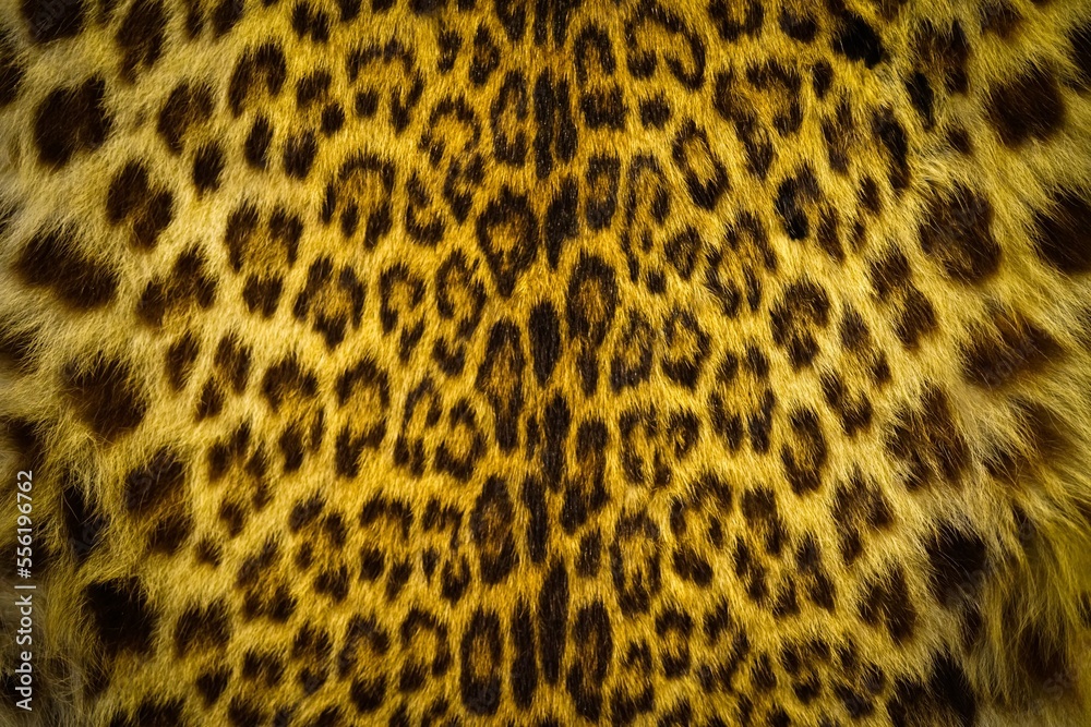 leopard skin texture leopard skin texture