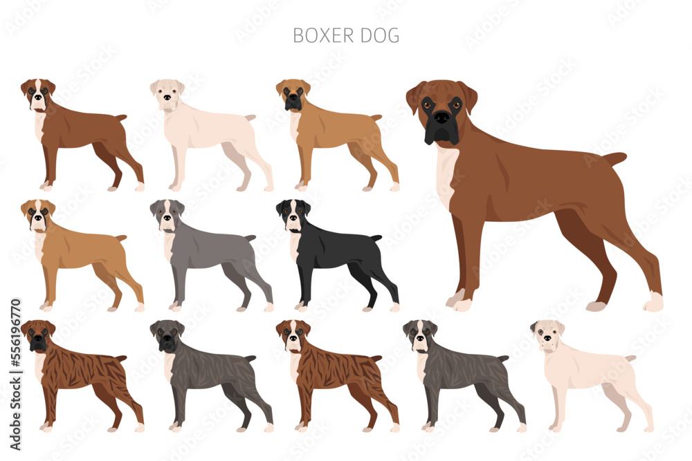 Boxer dog clipart. All coat colors set.  Different position. All dog breeds characteristics infographic