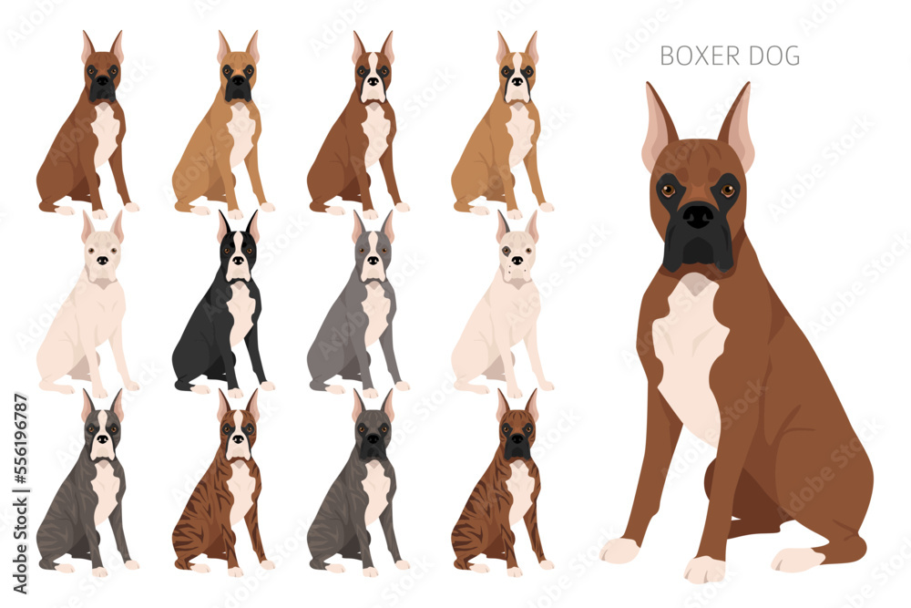 Boxer dog clipart. All coat colors set. Different position. All dog