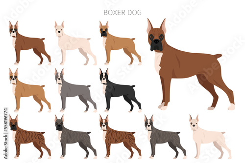 Boxer dog clipart. All coat colors set.  Different position. All dog breeds characteristics infographic