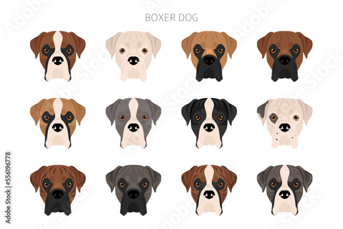 Boxer dog clipart. All coat colors set. Different position. All dog breeds characteristics infographic