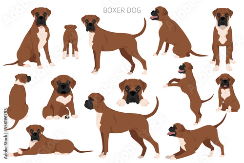 Boxer dog clipart. All coat colors set.  Different position. All dog breeds characteristics infographic