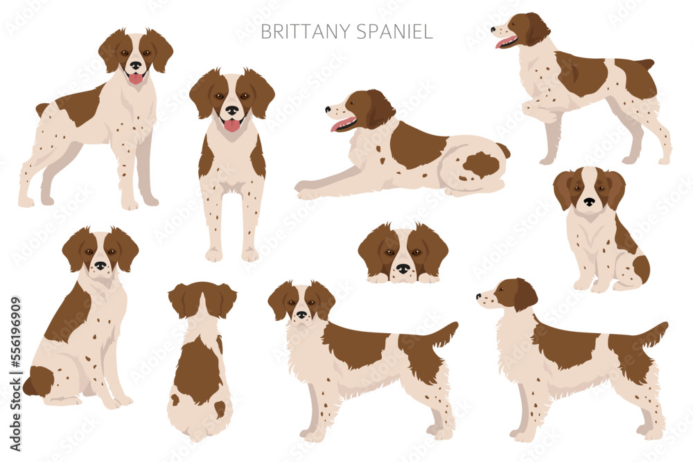 Brittany spaneil color varieties clipart. Different poses set. Dog infographics collection