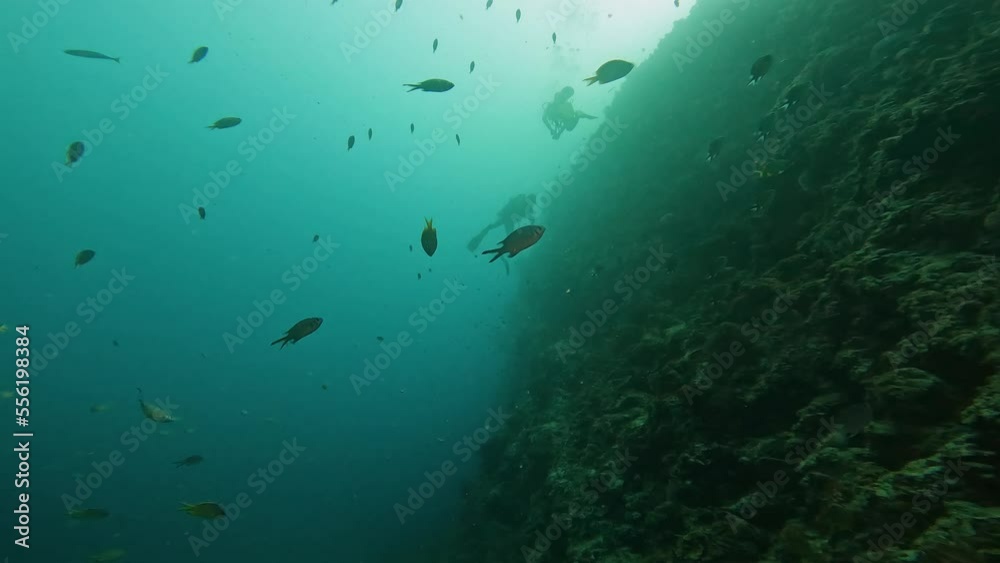 Cinematic underwater scene of scuba divers and fishes swiming in the sea.