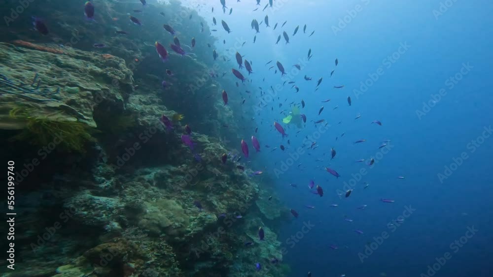 Magical View of Tropical Fish Swimming and a Scuba Diver Exploring the deep Sea Magical View of Tropical Fish Swimming and a Scuba Diver Exploring the deep Sea