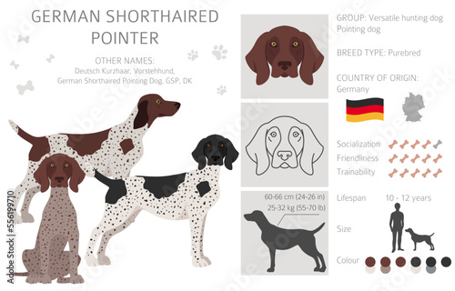 German shorthaired pointer clipart. Different poses, coat colors set