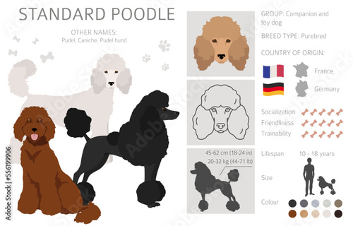 Standard poodle clipart. Different poses, coat colors set