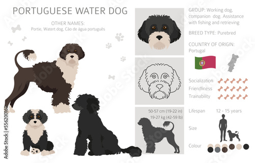 Portuguese water dog clipart. Different poses, coat colors set photo