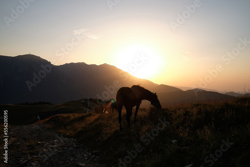 Fototapeta Naklejka Na Ścianę i Meble -  Horses graze on the meadow during sunset in romanian mountains