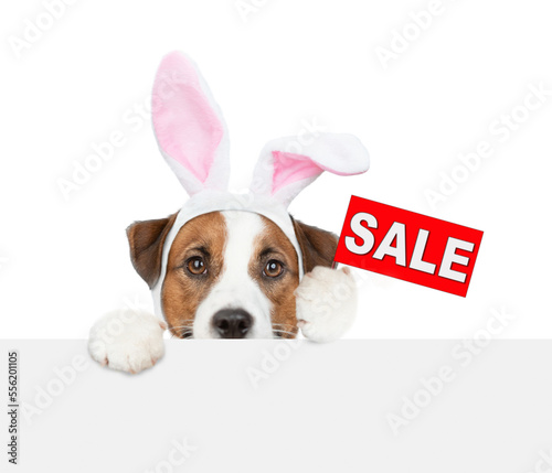 Jack Russell terrier puppy wearing easter rabbits ears looks from behind empty white banner and  shows signboard with labeled "sale". Isolated on white background