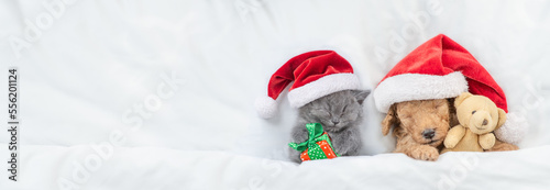 Cute tiny Toy Poodle puppy and kitten wearing red santa hats sleep together under white warm blanket on a bed at home. Pets hold toy bear and gift box. Top down view. Empty space for text