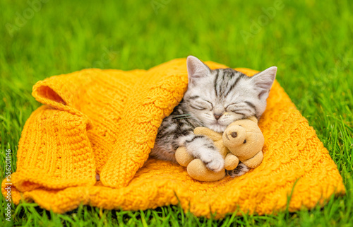 Tiny kitten hugs favorite toy bear and sleeps on plaid on green summer grass