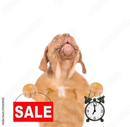 Mastiff puppy looks up and holds sales symbol with alarm clock. isolated on white background
