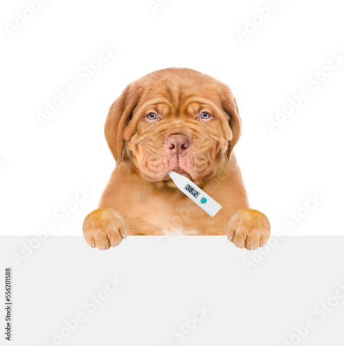 Unhappy sick puppy with holds thermometer and looks above empty white banner. isolated on white background