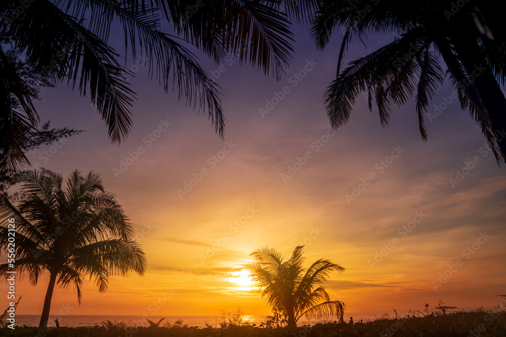 Obraz premium palm silhouette at sunset
