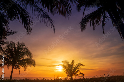 palm silhouette at sunset