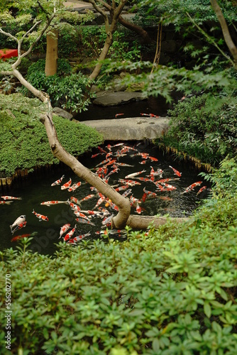 鯉, コイ, こい, 魚, 錦鯉, にしきごい, 赤い鯉, 黄色鯉, 観賞, 綺麗, 美しい, 目黒, 八芳園, 日本庭園, 東京, 日本, 庭園, 公園, ガーデン, 庭, 伝統, 橋, 水, 石, 木, 自然, 東屋, 小屋, 沢山の鯉, 沢山, 多い, 池, 緑, カラフル, フォトスポット, 写真, 広い, 流れ, 泳ぐ, ニシキゴイ, いけ, 赤
 photo