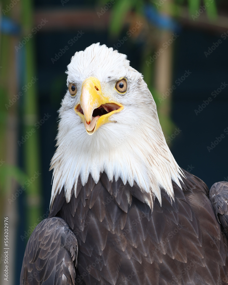 Obraz premium White-head Eagle, close up portrait of eagle bird. Nature and wildlife concept.