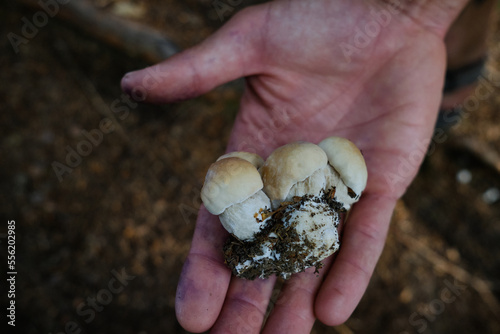 porcini mushrooms in hand on a dark background