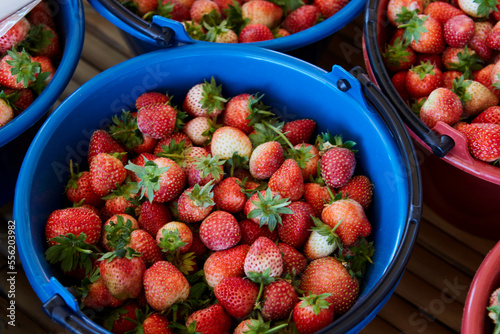 Fresh ripe strawberries in the plastic bucket