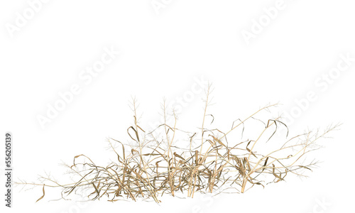 Various types of dried plants grass bushes shrub and small plants isolated