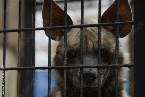 A hyena trapped in a cage with a sad face
檻に閉じ込められ悲しい顔をするハイエナ