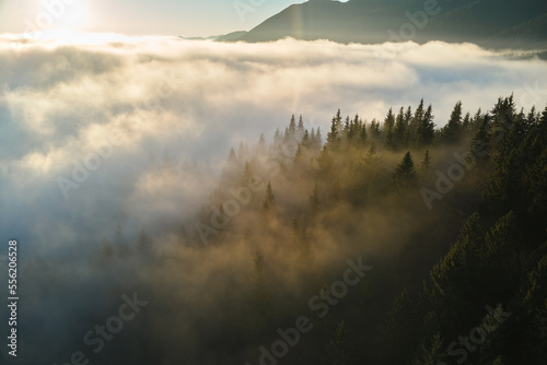 Aerial view of amazing scenery with foggy dark mountain forest pine trees at autumn sunrise. Beautiful wild woodland with shining rays of light at dawn