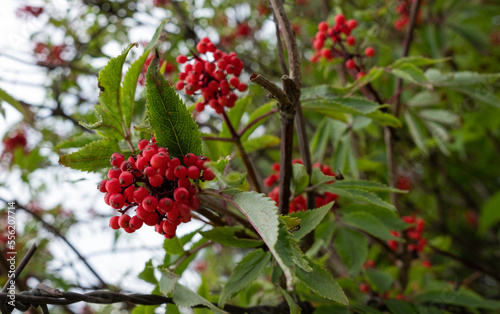 Red berries on the branches of Sorbus aucuparia on a sunny autumn day