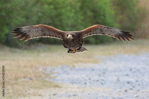 Golden Eagle, bird is flying and its spread full wings. Nature and wildlife concept.