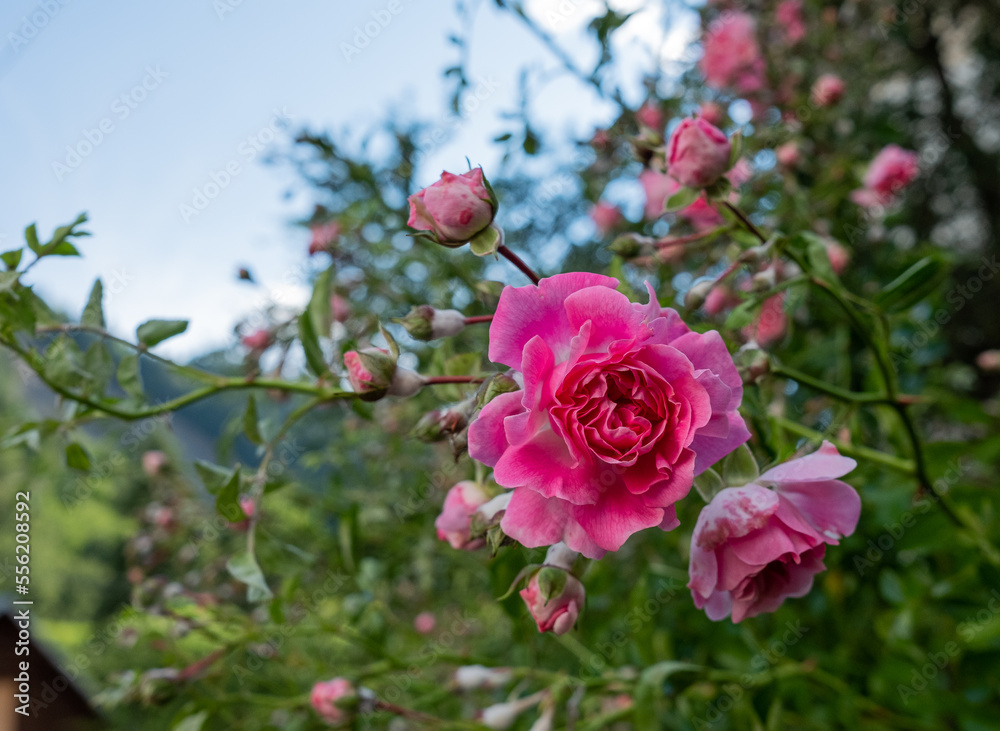 bush of small pink roses