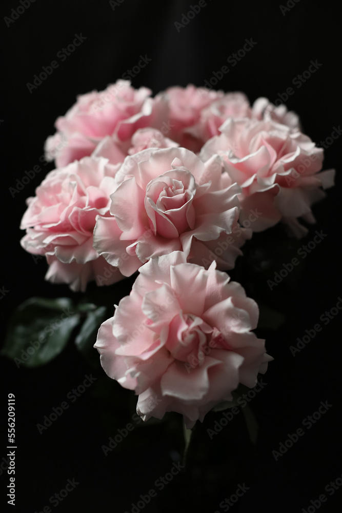 Pink roses on a dark background, French variety