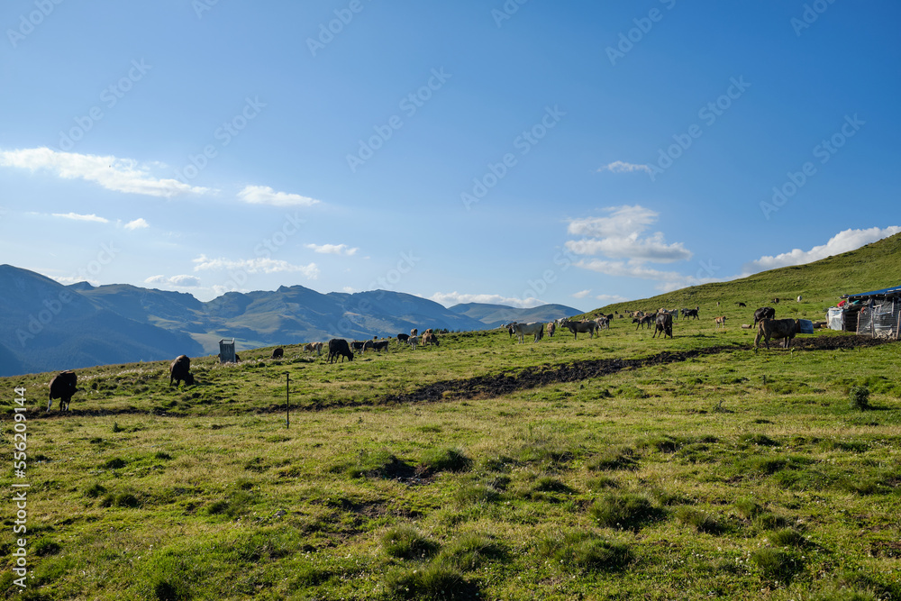 mountain landscape. mountain pasture on which a herd of cows graze at sunset.Romania