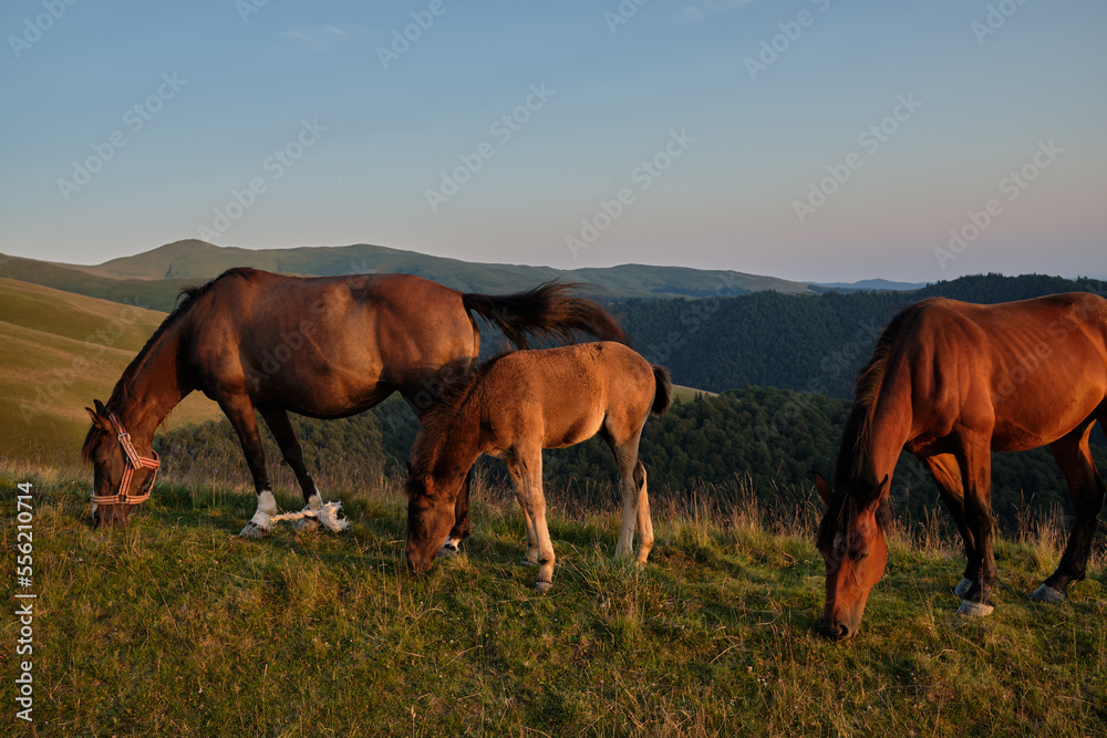 Horses graze on the meadow during sunset in romanian mountains Horses graze on the meadow during sunset in romanian mountains
