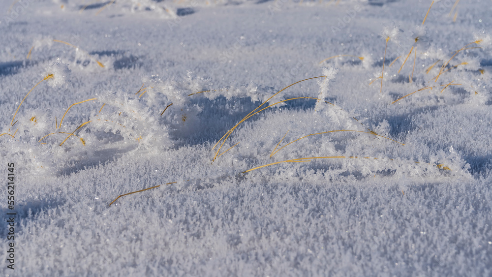 Obraz premium Untouched snow. Close-up. Texture. The yellow stems of the dry grass are covered with hoarfrost. Full screen. Altai