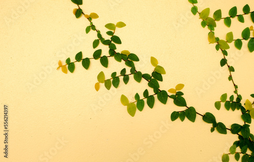 Yellow walls of the leaves for background