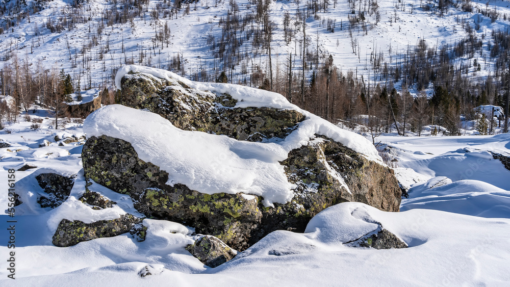 A picturesque boulder under a layer of snow. Close-up. Green lichens on the weathered surface of the stone. Untouched snowdrifts around. The background is a snow-covered wooded mountainside. Altai