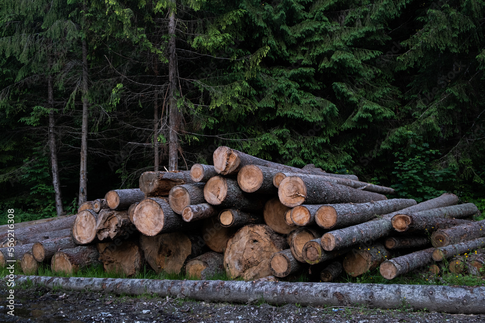 Firewood is stacked. A pile of firewood. Harvesting firewood for the winter
a pile of logs Firewood is stacked. A pile of firewood. Harvesting firewood for the winter
a pile of logs