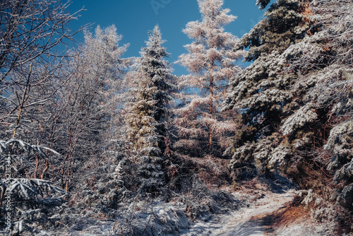 Snowy trees in the Carpathian forest
