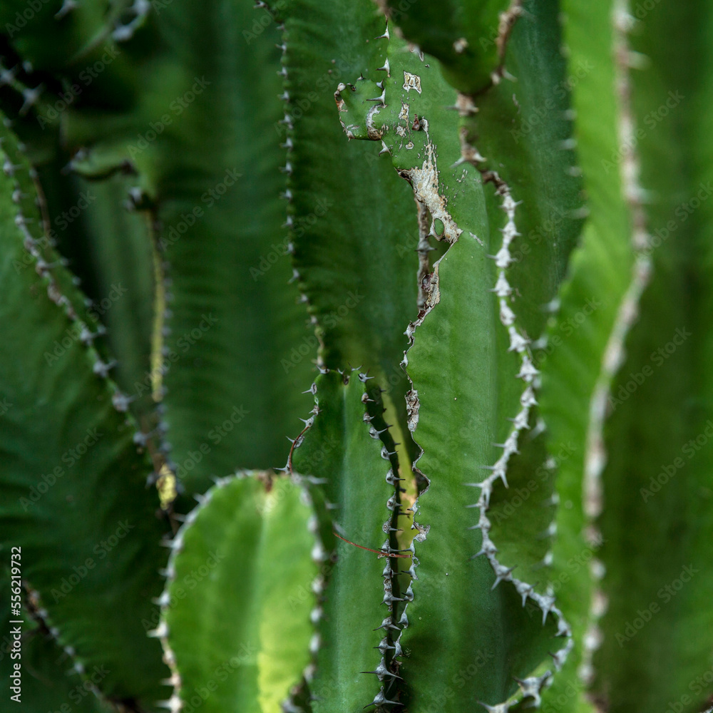 Green leaves of a large cactus in the park. Medicinal succulents. Close-up. Square format.