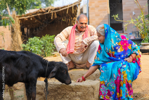 Old indian farmers couple giving food to animal