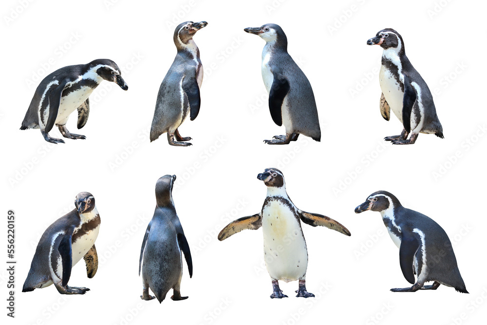 Obraz premium Humboldt penguin standing on transparent background png file