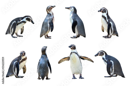 Humboldt penguin standing on transparent background png file