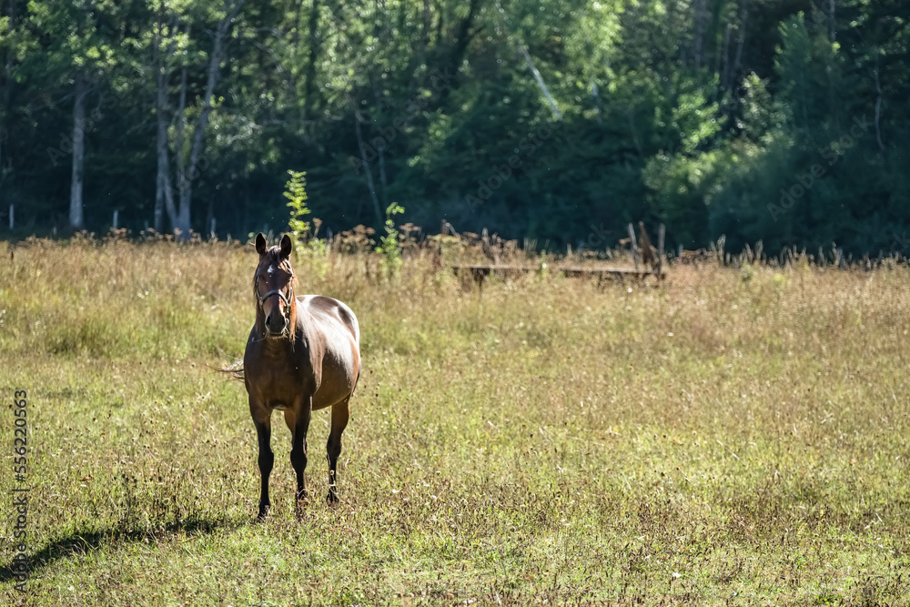 Fototapeta premium Un beau cheval marron au milieu d'un pré