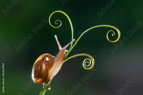 Snail on a aleaf 