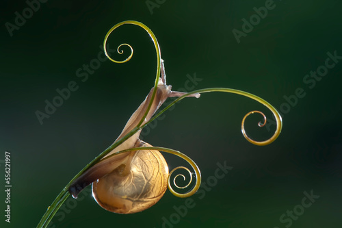 Snail on a aleaf  photo