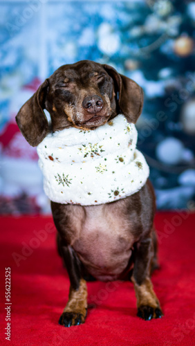 Sausage Dog / Daschund dressed for Christmas in front of a backdrop of Xmas tree