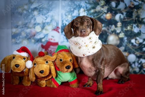 Sausage Dog / Daschund dressed for Christmas in front of a backdrop of Xmas tree